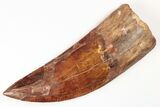 Serrated, Carcharodontosaurus Tooth - Huge Tooth! #206276-1